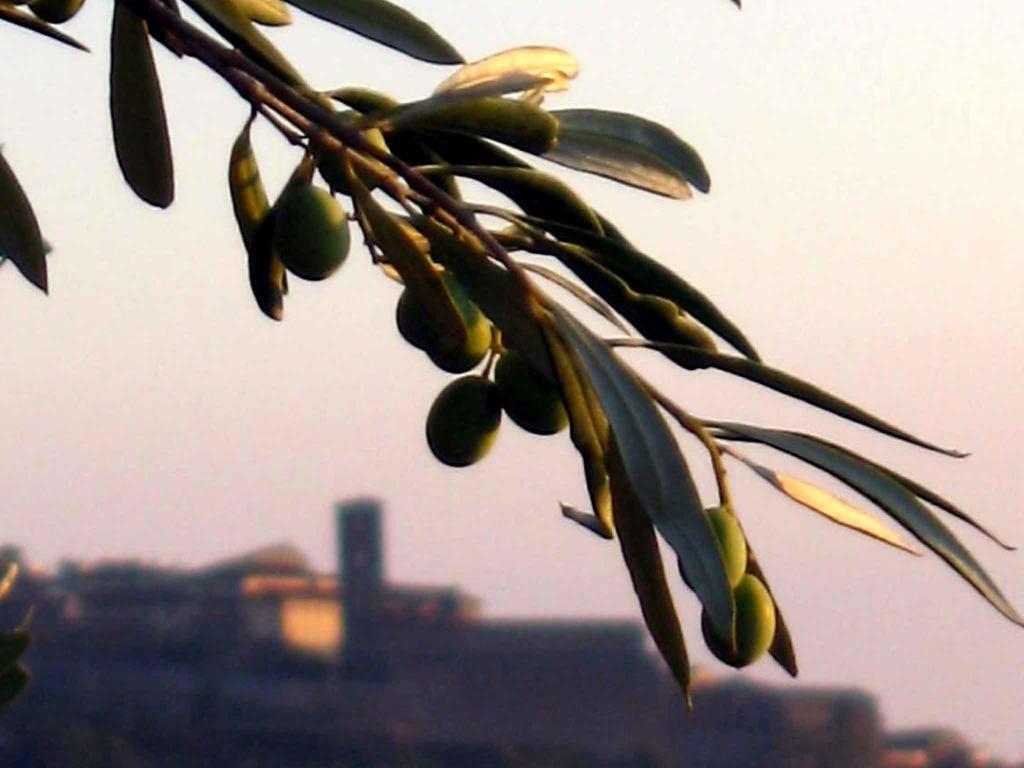Locanda San Martino A Bocena Cortona Luaran gambar